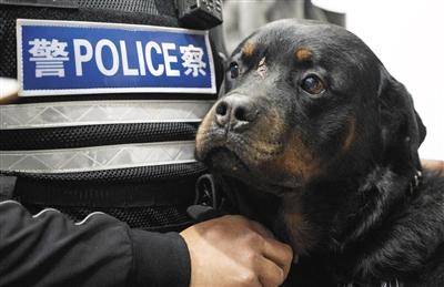 头顶创可贴的警犬"巴法罗.